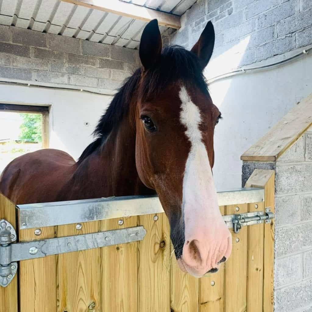 Knocknarea Pet Services Tara's Crew of Dogs, Horses and Chickens 1