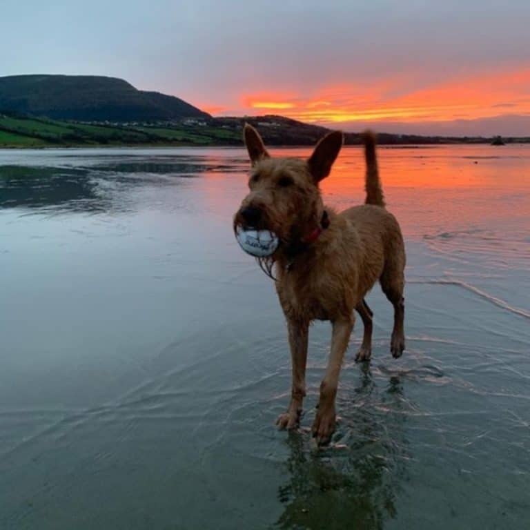 Dog Boarding Sligo