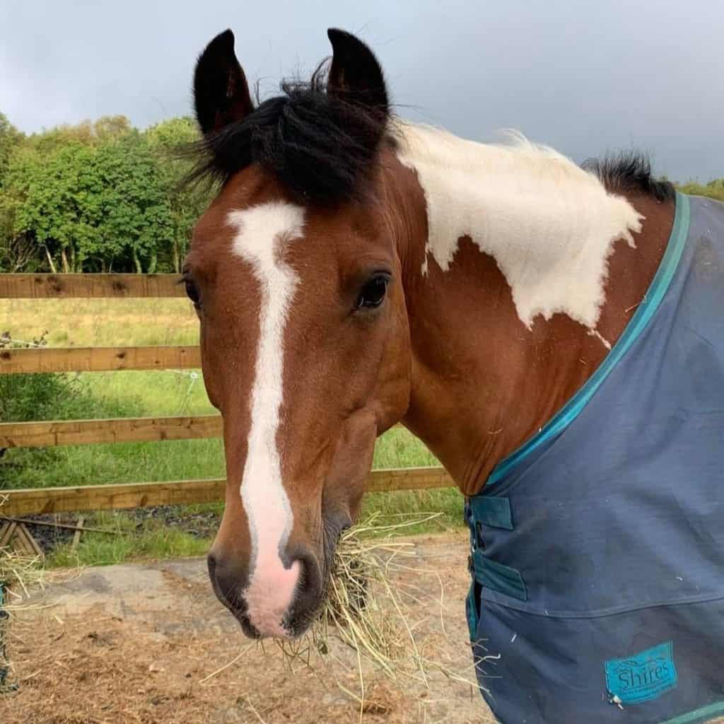 Knocknarea Pet Services Tara's Crew of Dogs, Horses and Chickens 3