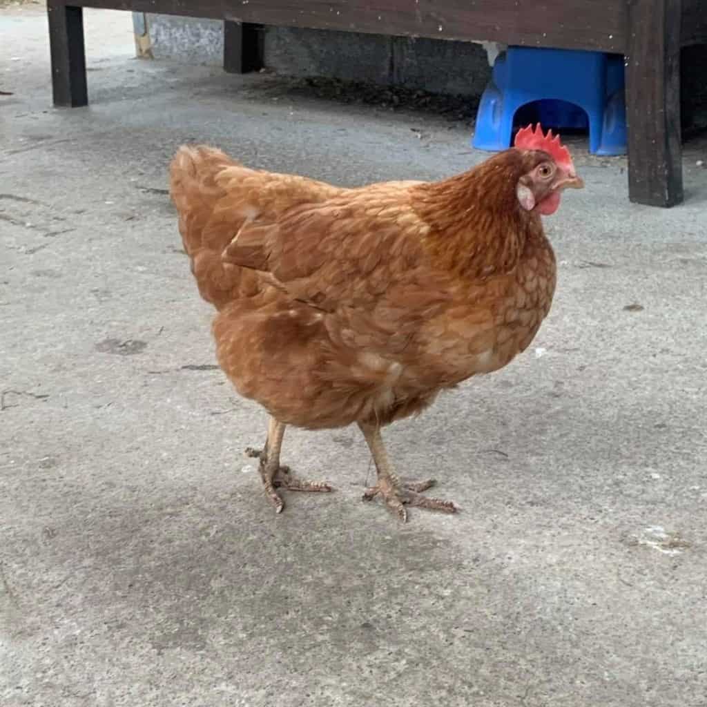 Knocknarea Pet Services Tara's Crew of Dogs, Horses and Chickens 7