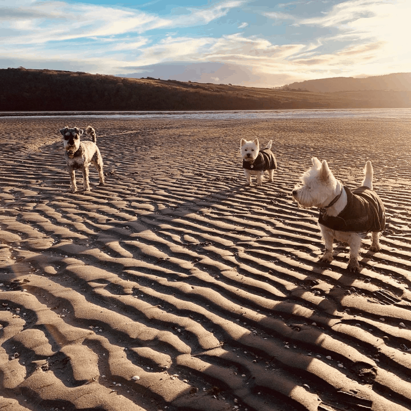 Knocknarea Pet Services Dogs on Beach